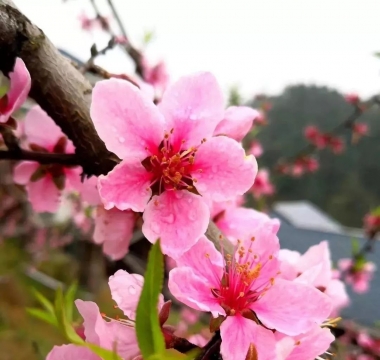 2018重庆·潼南桃花旅游文化节将于3月11日