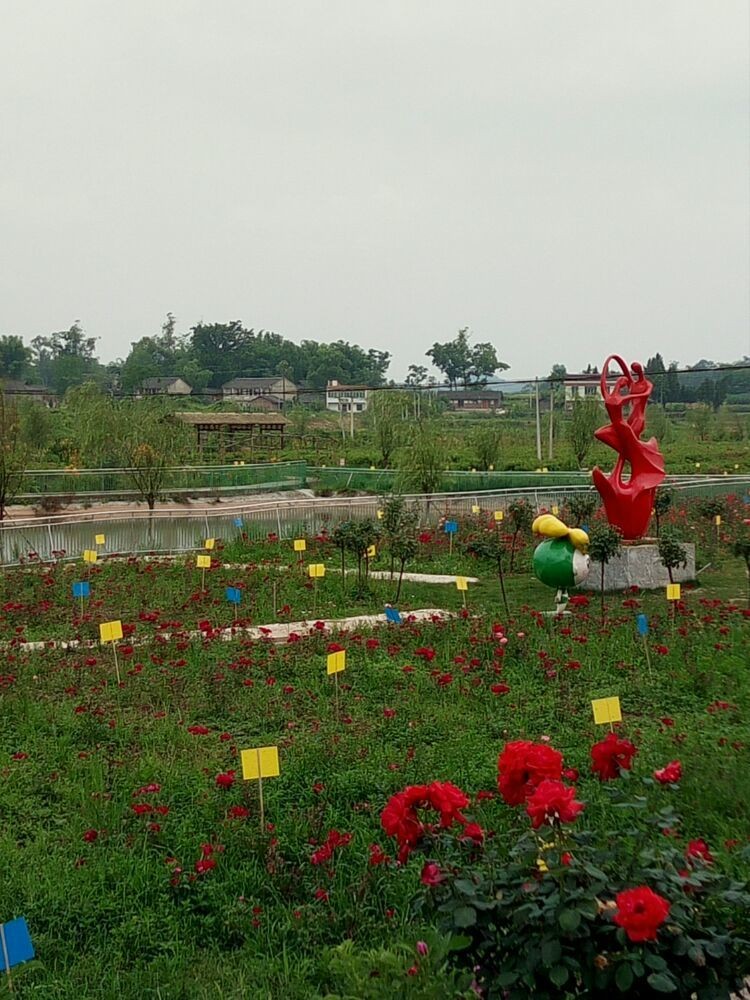 玫瑰3.jpg