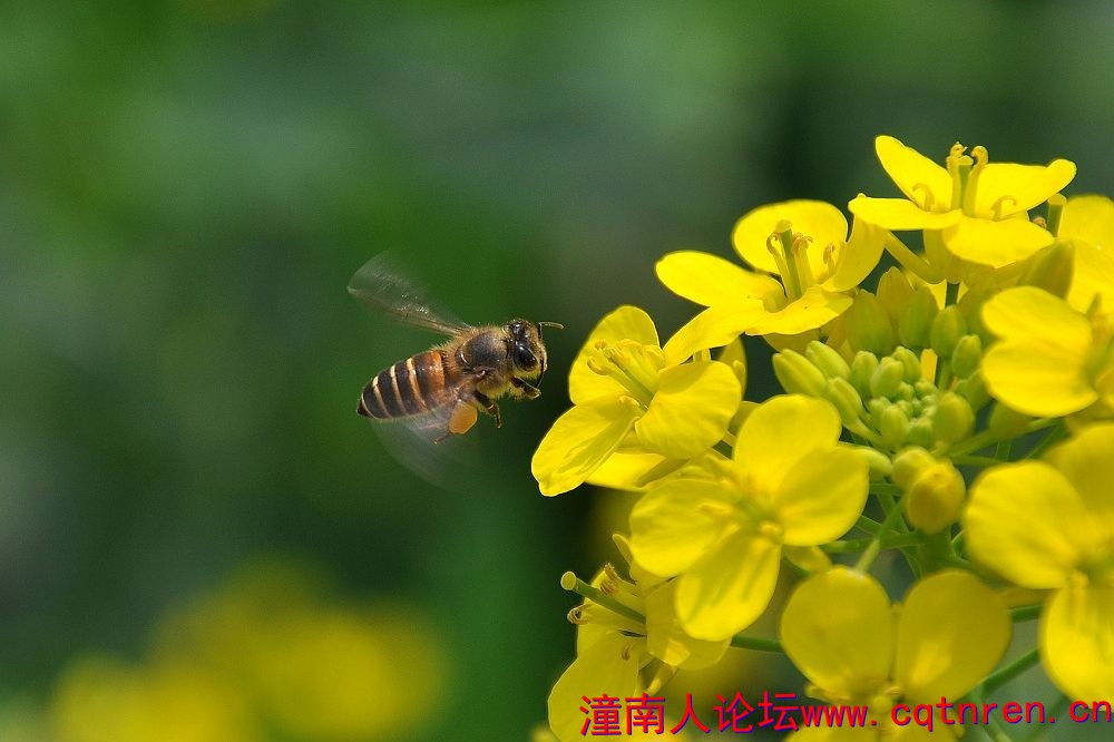 油菜花1.jpg