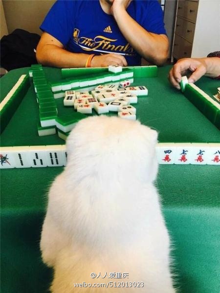 5f623dcegy1fco2ynajnsj20ci0gojs4.jpg