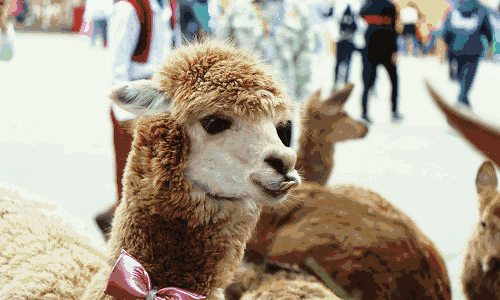 cdc6cfea01137e091ef0d4a6f08676a2.gif