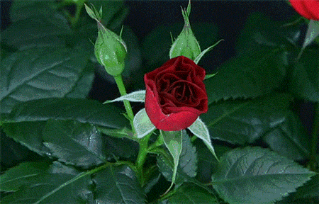 c6262b4758c10b6fb67385996f3ffb61.gif