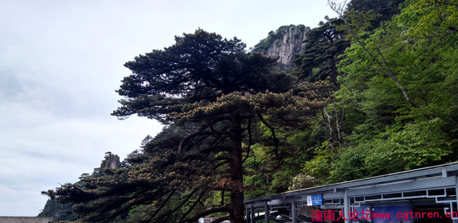 黄山奇松227.jpg