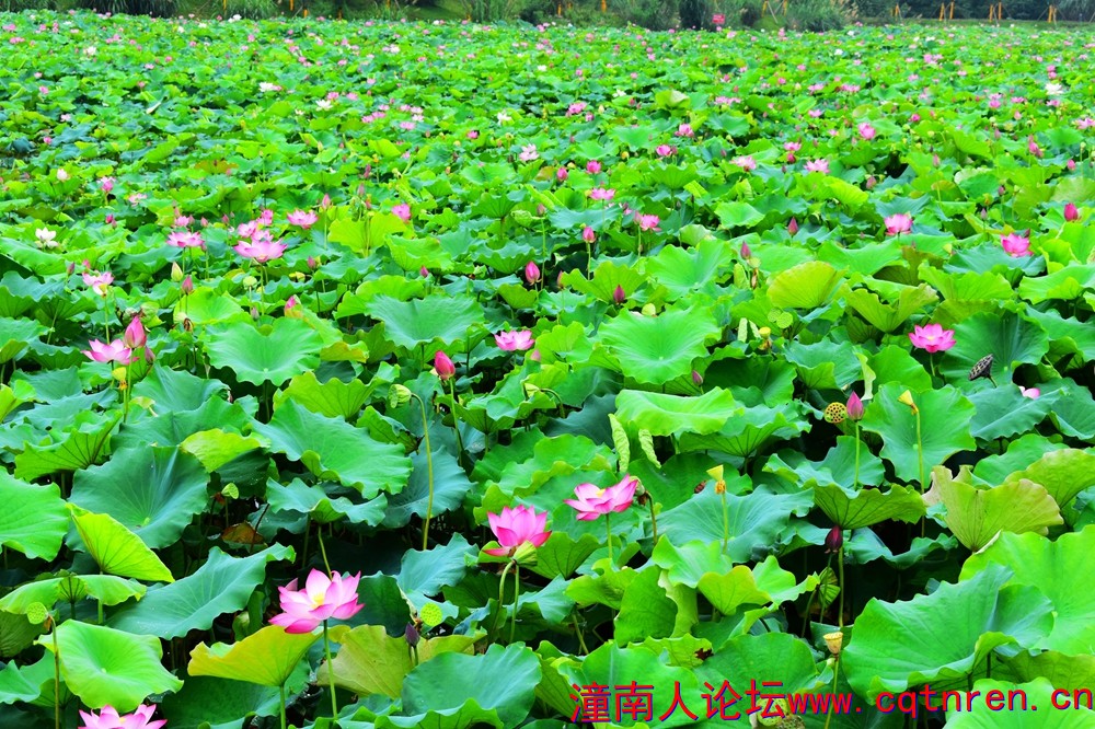 潼南香水百荷148.jpg