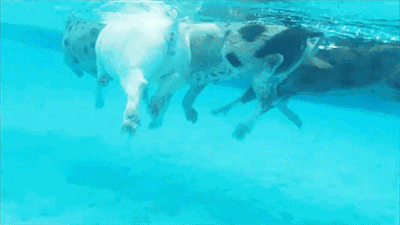 cfe3fa99312d91b6400460af5a35c864.gif