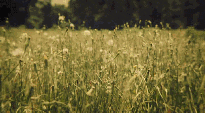 cf1d05c447da6c86e8bd35ae233e9fc1.gif