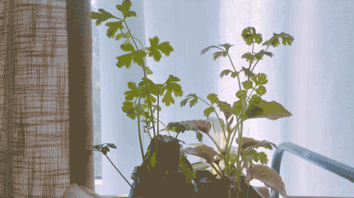 ee750adbfa72ce890d422d837cab8eae.gif
