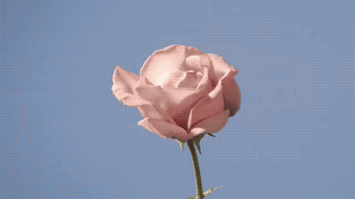 703c72fc12c999976ed3cae2aa18dd3d.gif