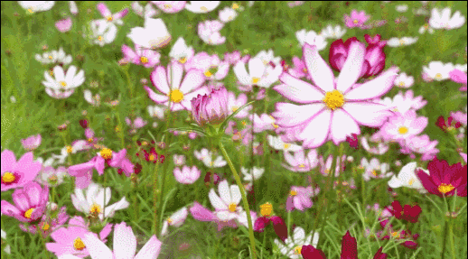 6648ea3f513a7fdf87a19d3e1df055c7.gif