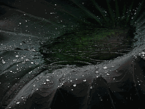 72e96c9c93089596734b155386353d09.gif