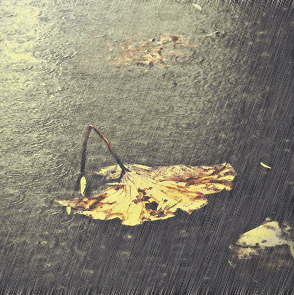 fee538d81f629ee9042d761522b29b4e.gif