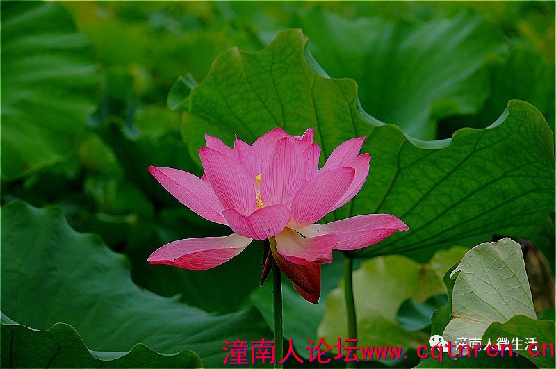 8711375e8d325d7402bcc387f6fe1b26.jpg