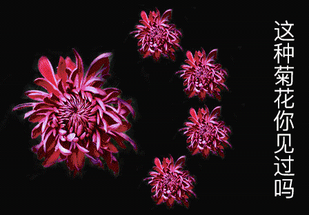 092158ddd6444109b255c22fd7476616.gif