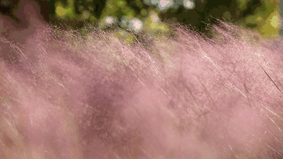 3bab13937b201473705ba26a20393b56.gif