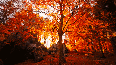 70308a6c3e7083504b541c005acfb506.gif