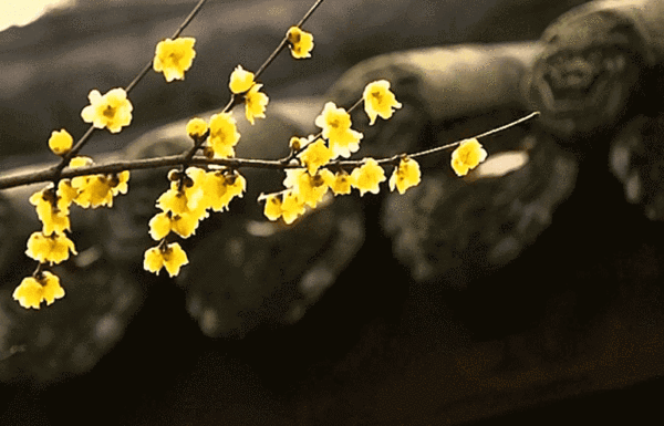 9f91b59c243fbcd9865e407721d87d19.gif