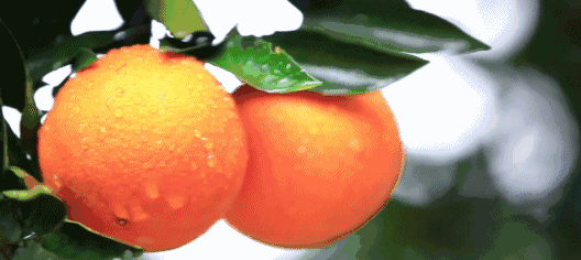 c816ff0f3dffb14362360b55cf88fb78.gif