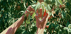 g6.gif