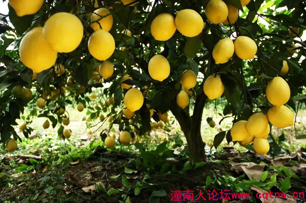柠檬.webp.jpg