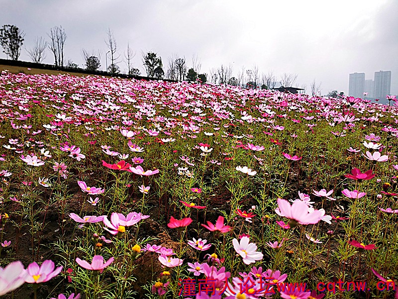 格桑花4.jpg